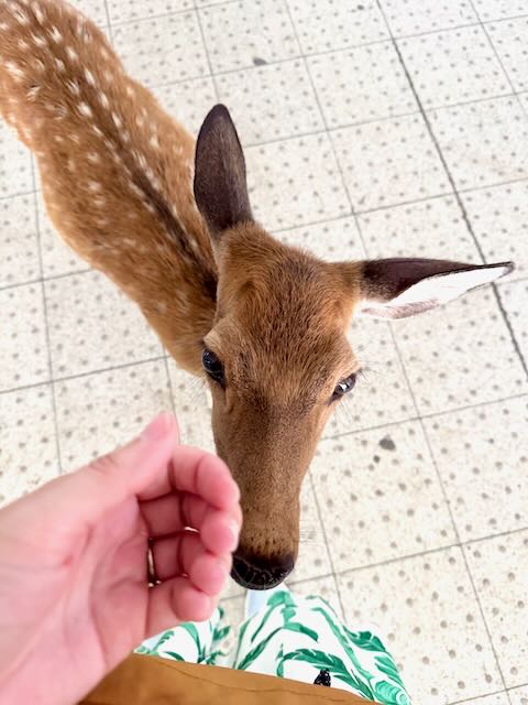 Bambi