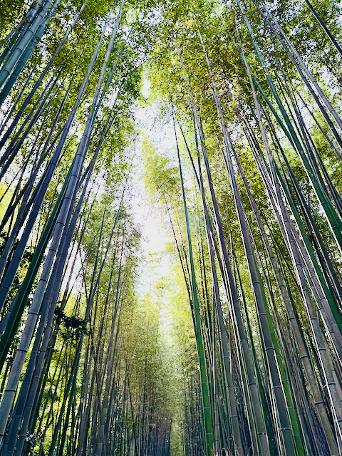 Arashiyama Bamboo