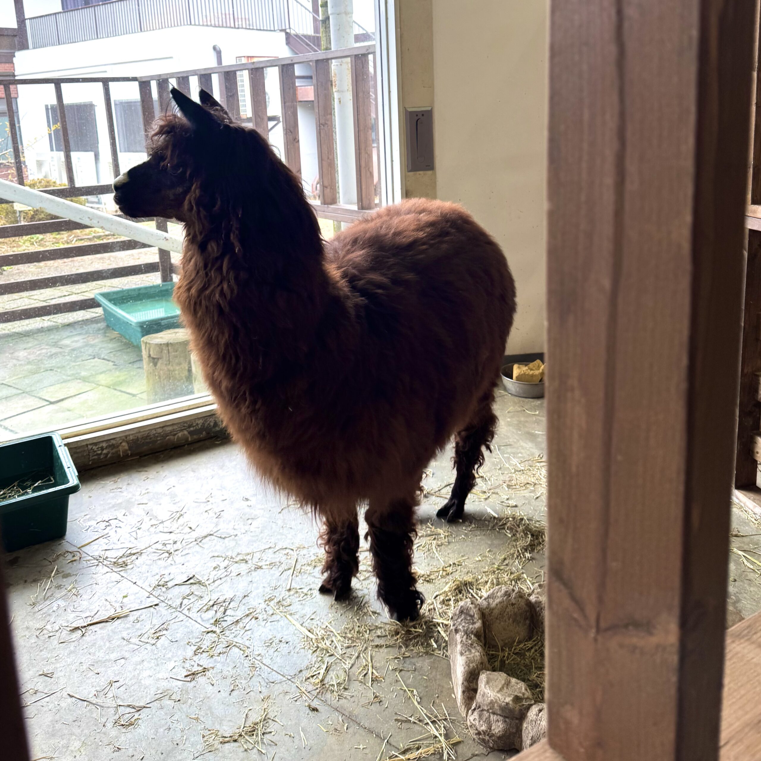 Lama